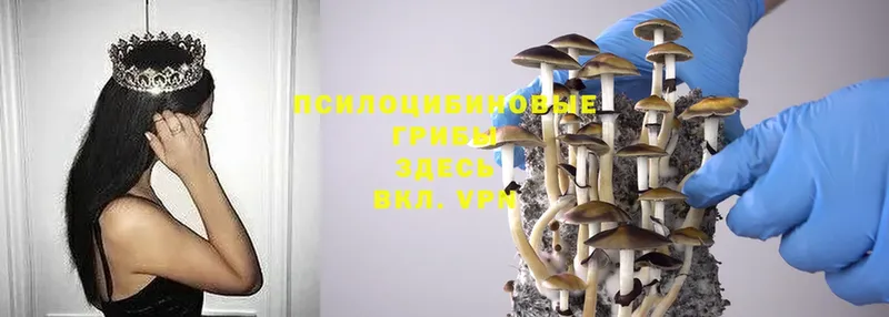 даркнет сайт  Верхоянск  Псилоцибиновые грибы Magic Shrooms 